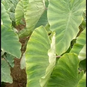 老陈改良香芋香糯甜好吃种植了十年肖满全国