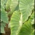 老陈改良香芋香糯甜好吃种植了十年肖满全国