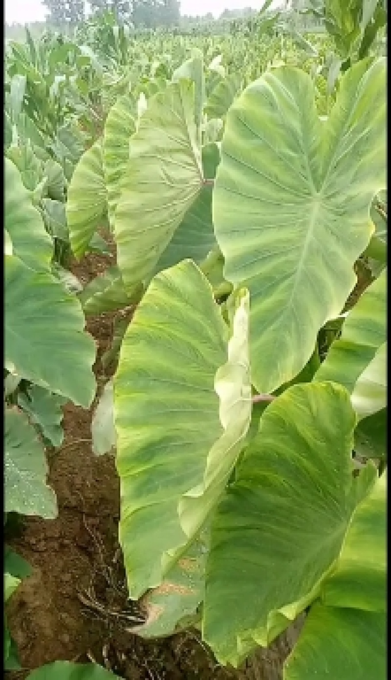 老陈改良香芋香糯甜好吃种植了十年肖满全国