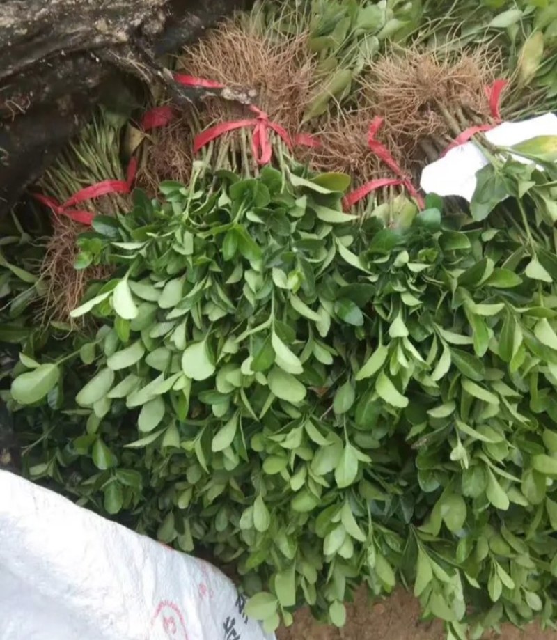 大叶黄杨苗篱笆墙【速生生长速度快】成活率高