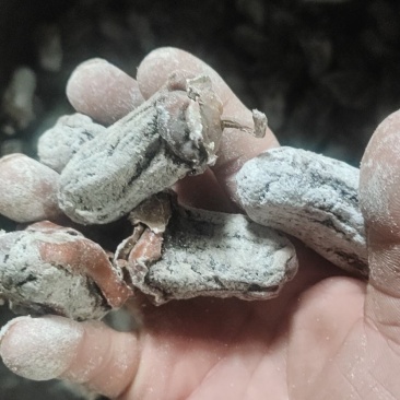 段村小柿饼热卖中~支持批发零售