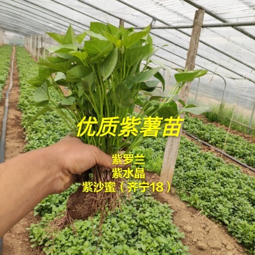 紫薯苗红薯苗高产紫薯品种紫水晶苗高端红薯苗