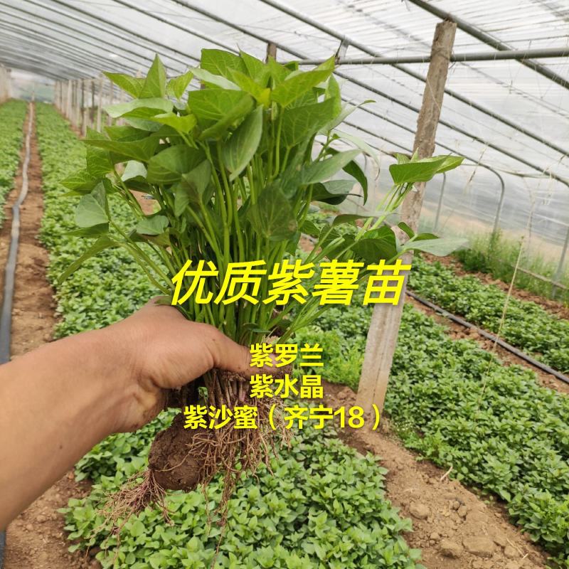 紫薯苗红薯苗高产紫薯品种紫水晶苗高端红薯苗