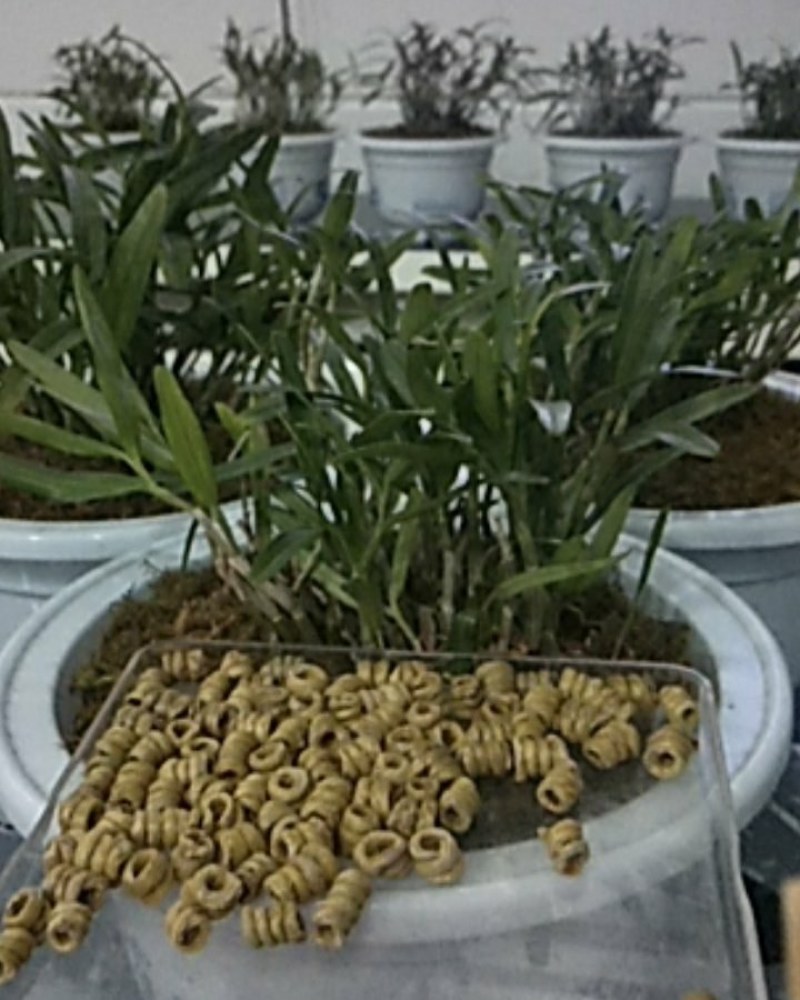 龙门米斛基地直贡林下生态种植正宗霍山米斛龙头凤尾品质保证