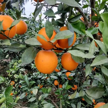 纽荷尔大量上市，有想法老板联系