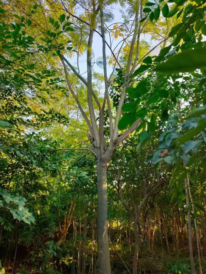 蓝花楹普通货胸径18公分基地现货低价批发
