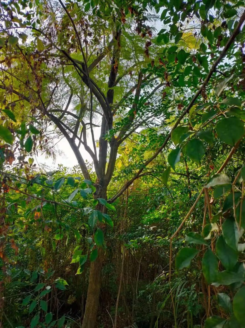 蓝花楹普通货胸径18公分基地现货低价批发