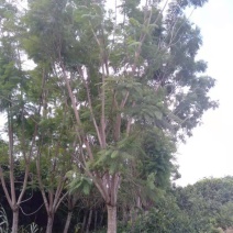 蓝花楹普通货胸径18公分基地现货低价批发