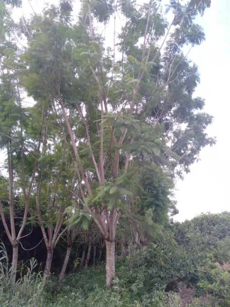 蓝花楹普通货胸径18公分基地现货低价批发