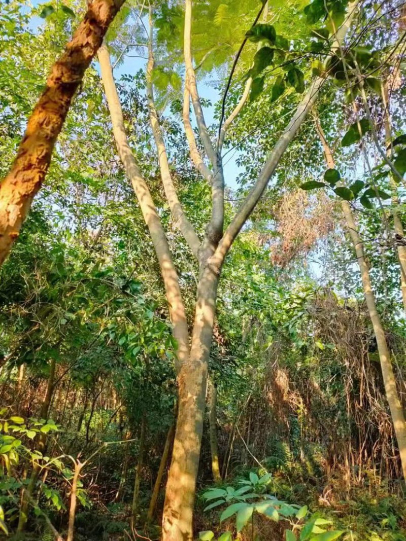 蓝花楹普通货胸径18公分基地现货低价批发
