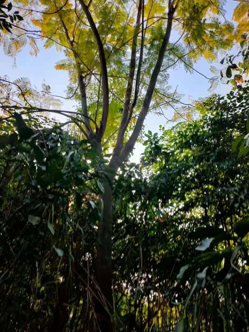 蓝花楹普通货胸径18公分基地现货低价批发