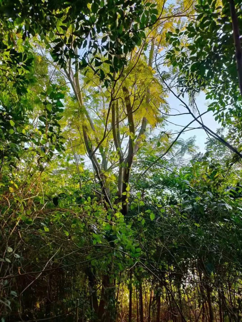 蓝花楹普通货胸径18公分基地现货低价批发