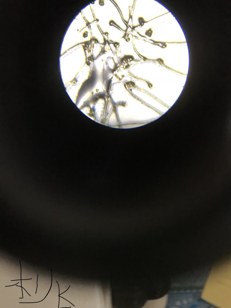 桃花粉活性授粉桃花花粉