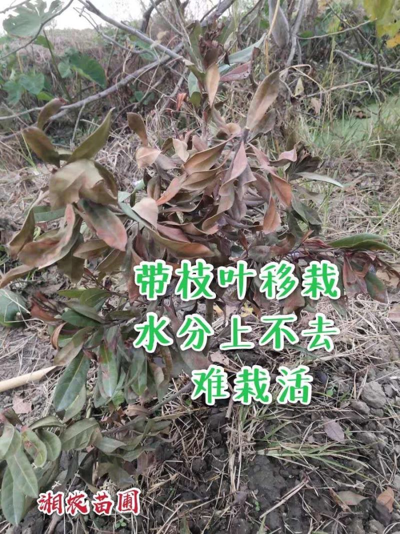 大黑炭杨梅苗(荸荠)(乌梅苗)杨梅嫁接苗南方杨梅苗