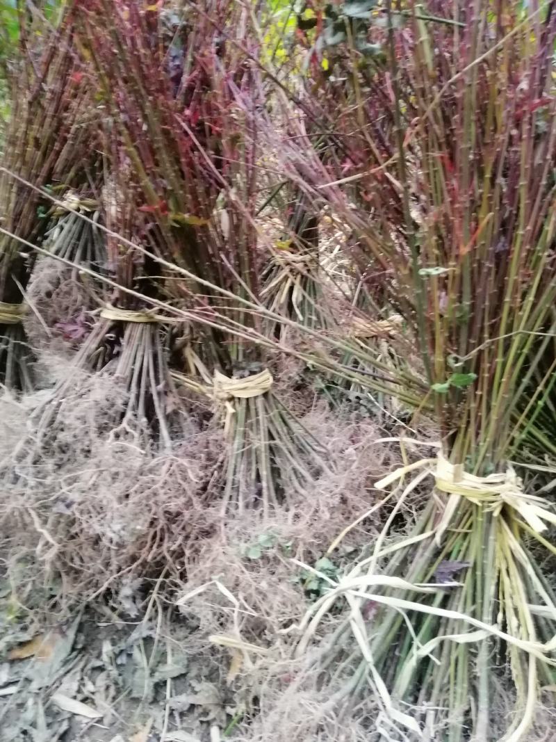 鸡爪槭一年小苗，苗子粗壮，