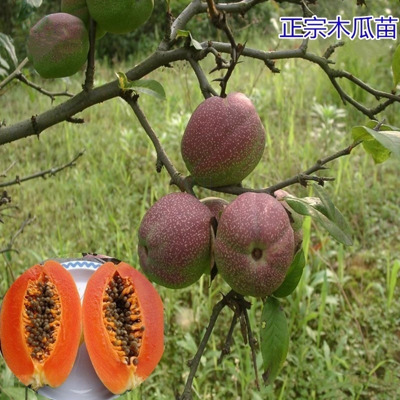 新品种木瓜树苗【速生生长速度结果快】成活率高