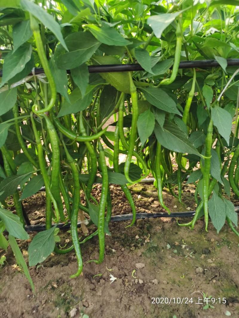 辣椒苗线椒苗，二荆条辣椒苗产量高包运费物流到家技术免费