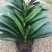 君子兰盆栽带花苞老苗四季开花好养花卉植物室内阳台圆头和尚