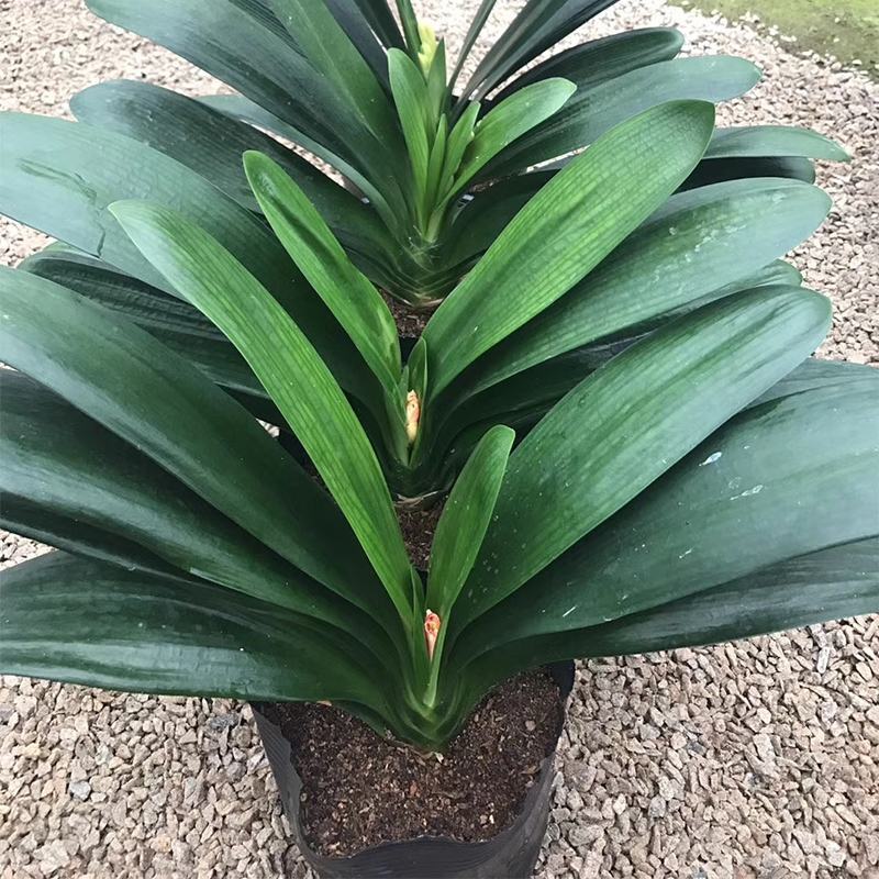 君子兰盆栽带花苞老苗四季开花好养花卉植物室内阳台圆头和尚