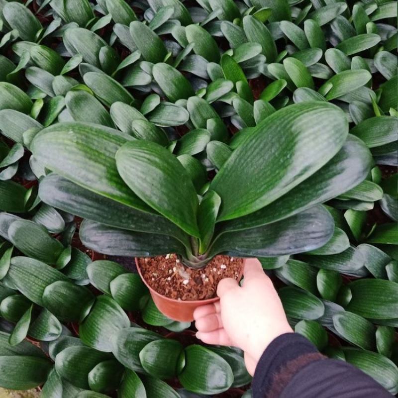 君子兰盆栽带花苞老苗四季开花好养花卉植物室内阳台圆头和尚