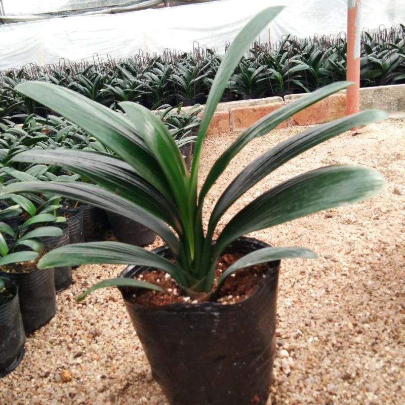 君子兰盆栽带花苞老苗四季开花好养花卉植物室内阳台圆头和尚