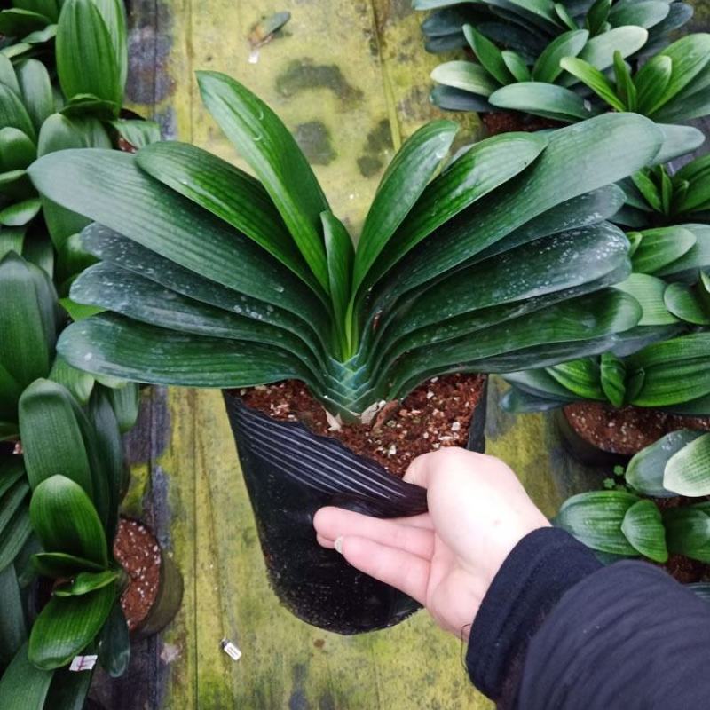 君子兰盆栽带花苞老苗四季开花好养花卉植物室内阳台圆头和尚