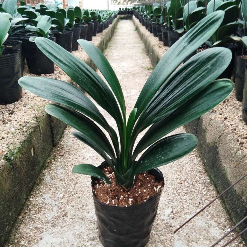 君子兰盆栽带花苞老苗四季开花好养花卉植物室内阳台圆头和尚