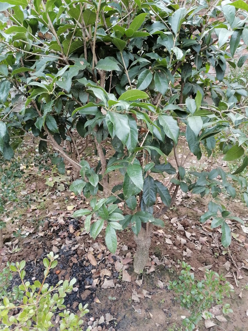 四季桂四季开花，金桂大小苗成活率高量大从优