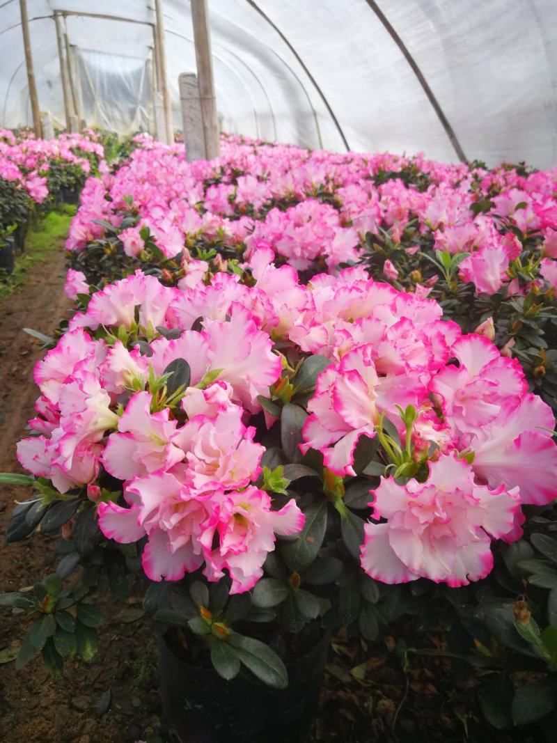 杜鹃花苗杜鹃花盆栽花卉西玛杜鹃花西洋杜鹃花