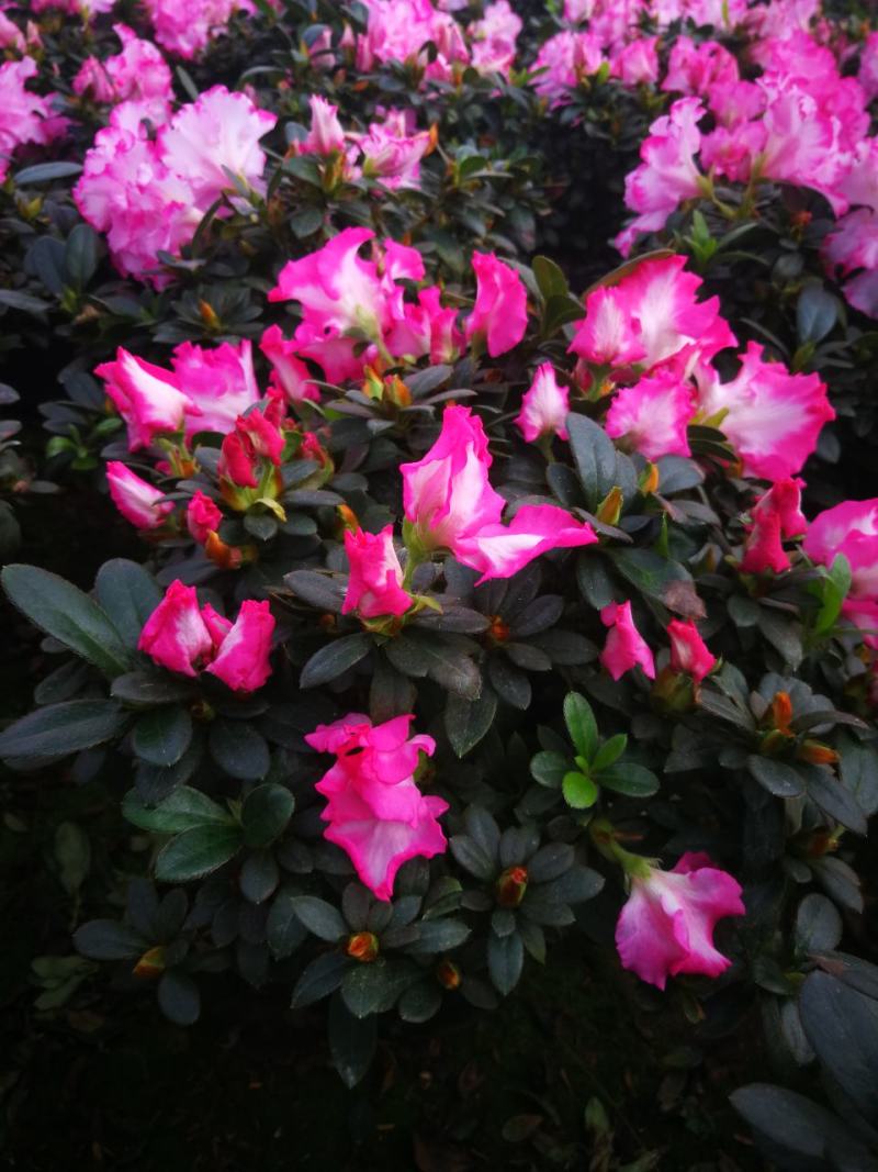 杜鹃花苗杜鹃花盆栽花卉西玛杜鹃花西洋杜鹃花