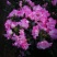 杜鹃花苗杜鹃花盆栽花卉西玛杜鹃花西洋杜鹃花