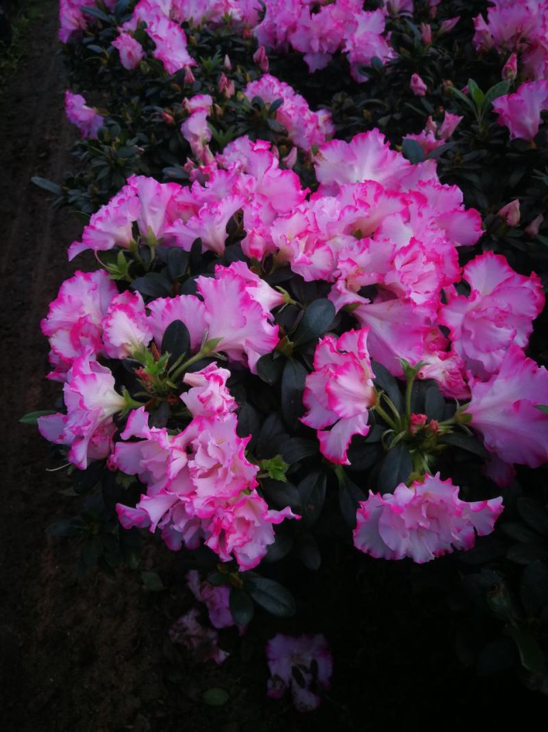 杜鹃花苗杜鹃花盆栽花卉西玛杜鹃花西洋杜鹃花