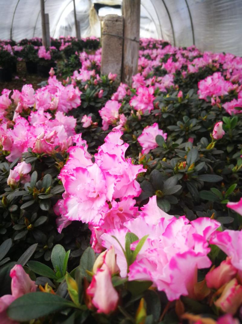 杜鹃花苗杜鹃花盆栽花卉西玛杜鹃花西洋杜鹃花