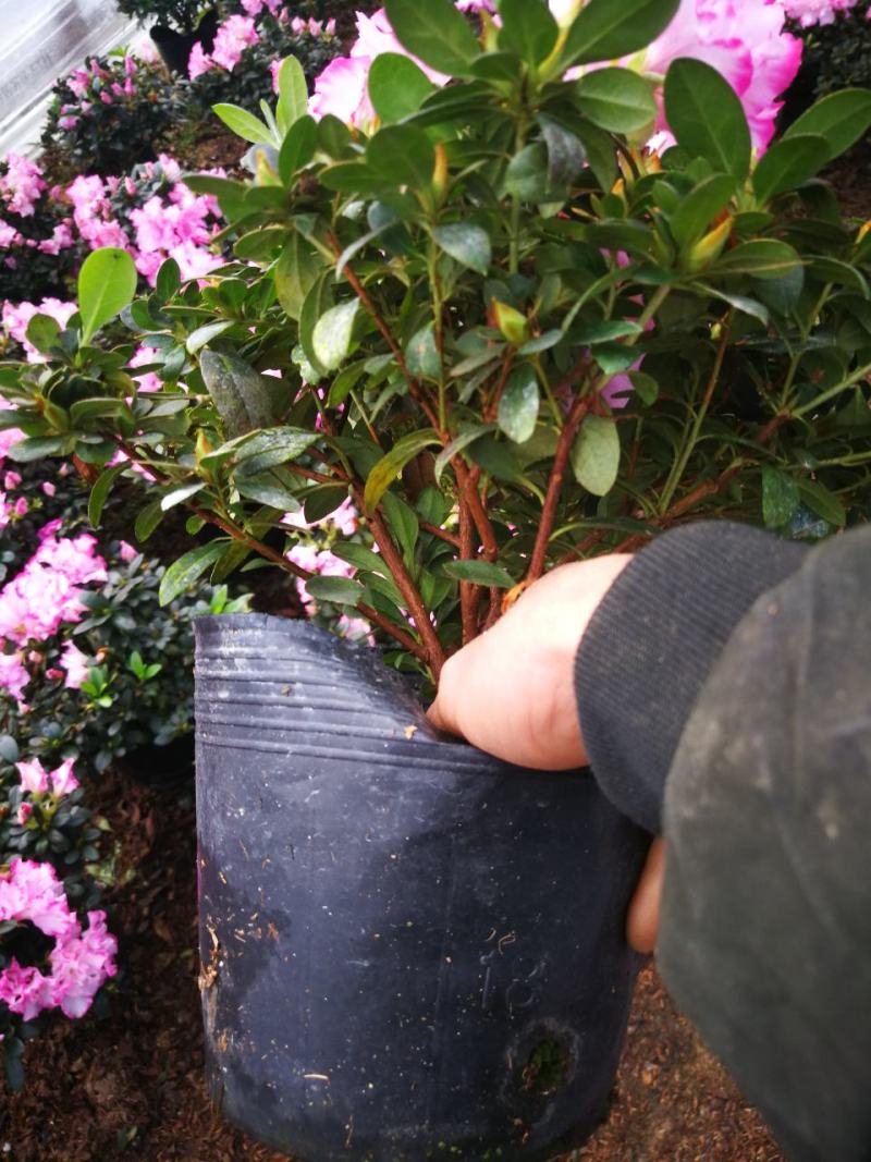 杜鹃花苗杜鹃花盆栽花卉西玛杜鹃花西洋杜鹃花