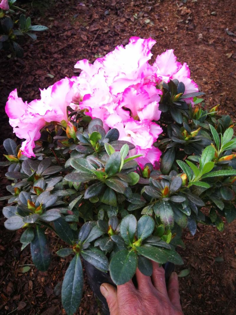 杜鹃花苗杜鹃花盆栽花卉西玛杜鹃花西洋杜鹃花