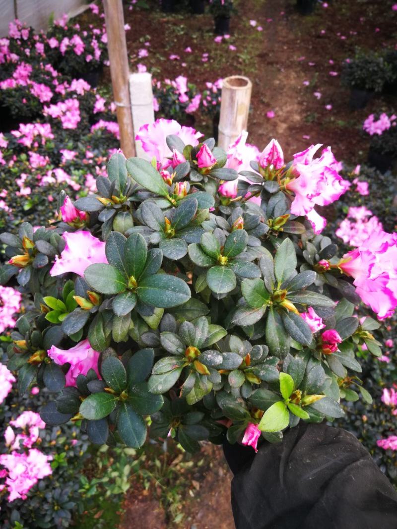 杜鹃花苗杜鹃花盆栽花卉西玛杜鹃花西洋杜鹃花