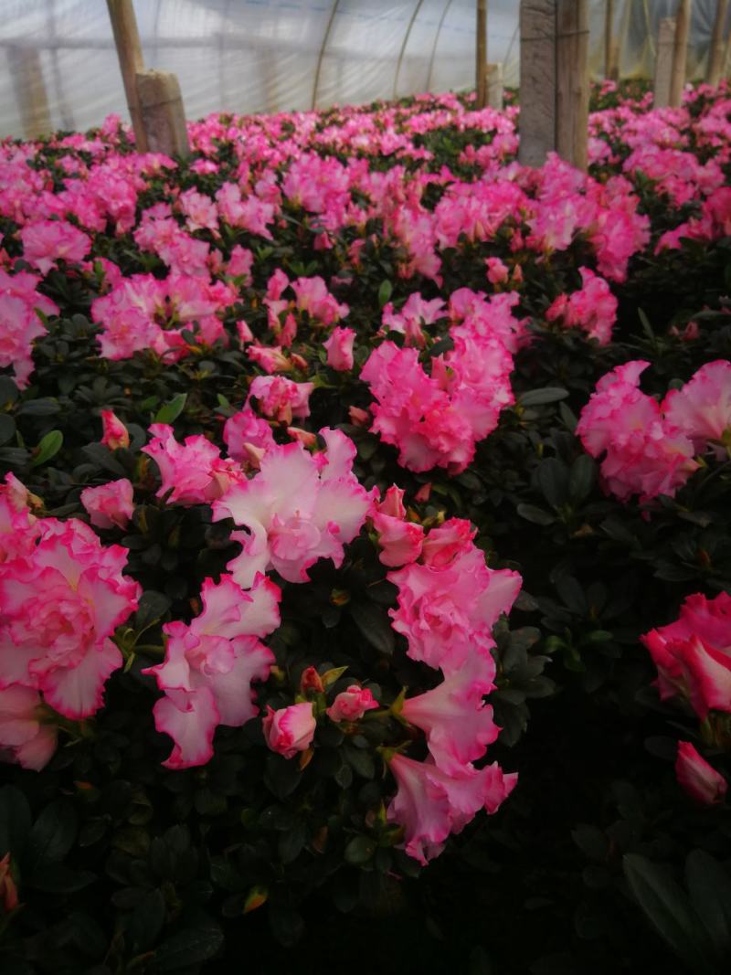 杜鹃花苗杜鹃花盆栽花卉西玛杜鹃花西洋杜鹃花
