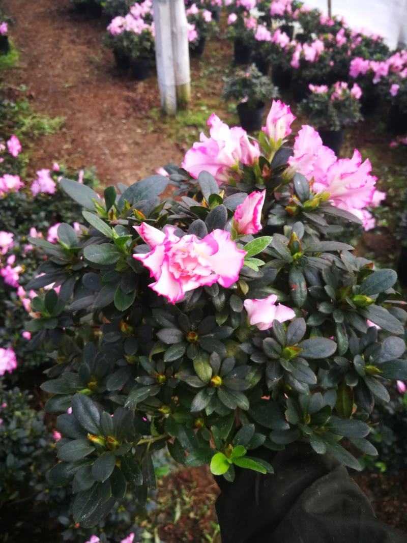 杜鹃花苗杜鹃花盆栽花卉西玛杜鹃花西洋杜鹃花