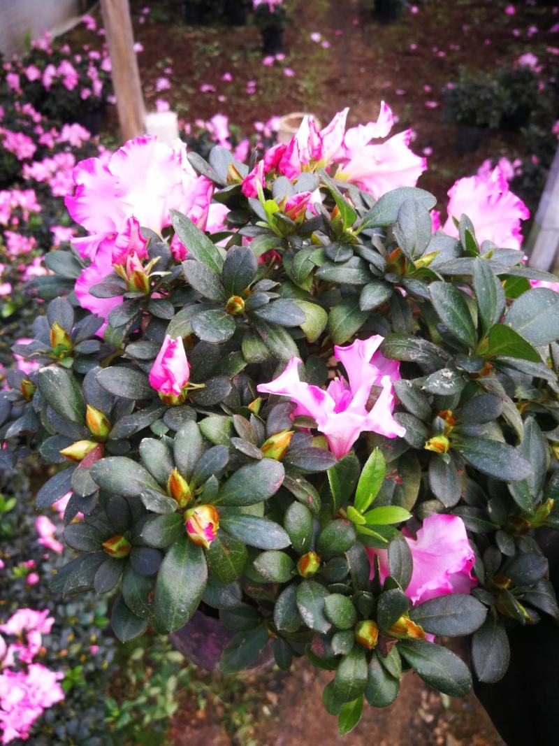 杜鹃花苗杜鹃花盆栽花卉西玛杜鹃花西洋杜鹃花
