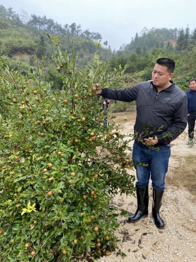 长林系列嫁接油茶苗，品种良