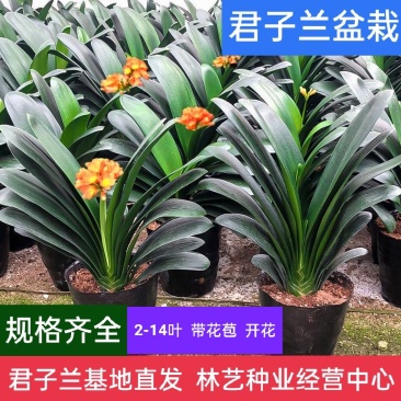 君子兰盆栽带花苞老苗四季开花好养花卉植物室内阳台圆头和尚
