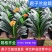 君子兰盆栽带花苞老苗四季开花好养花卉植物室内阳台圆头和尚