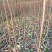 脆红李苗一1年苗，基地直供，品种纯正，质量保证