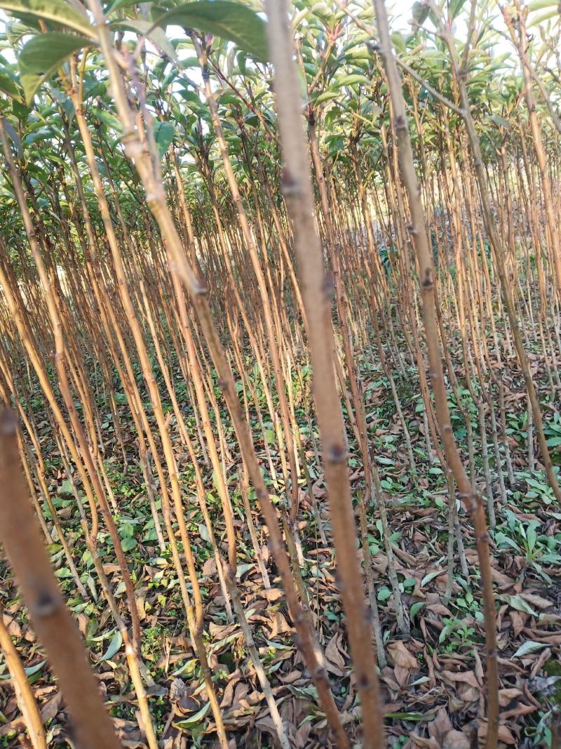 脆红李苗一1年苗，基地直供，品种纯正，质量保证