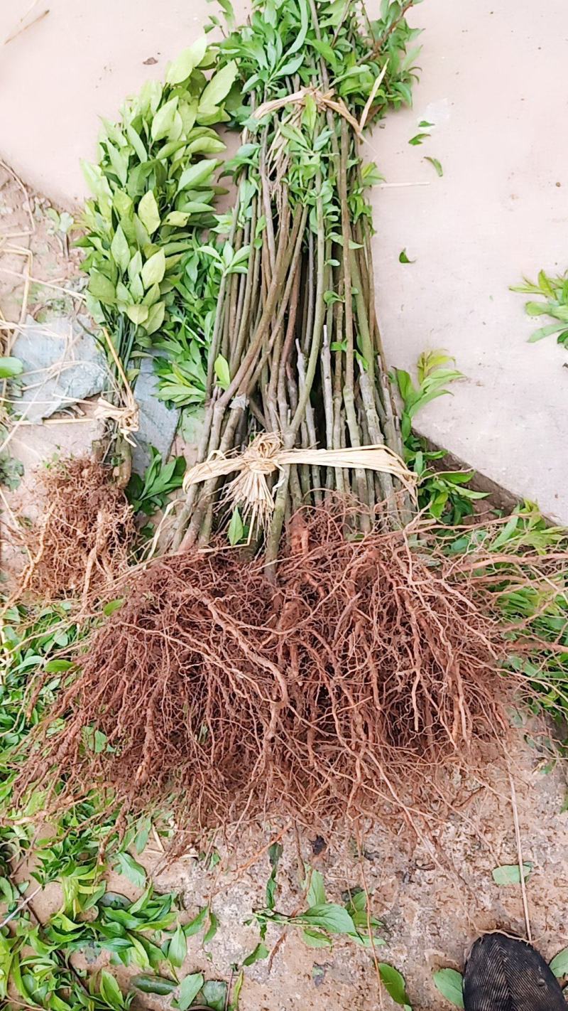 脆红李苗一1年苗，基地直供，品种纯正，质量保证