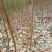 脆红李苗一1年苗，基地直供，品种纯正，质量保证