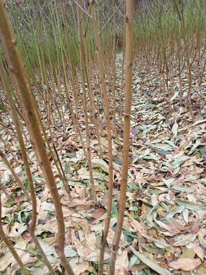 脆红李苗一1年苗，基地直供，品种纯正，质量保证