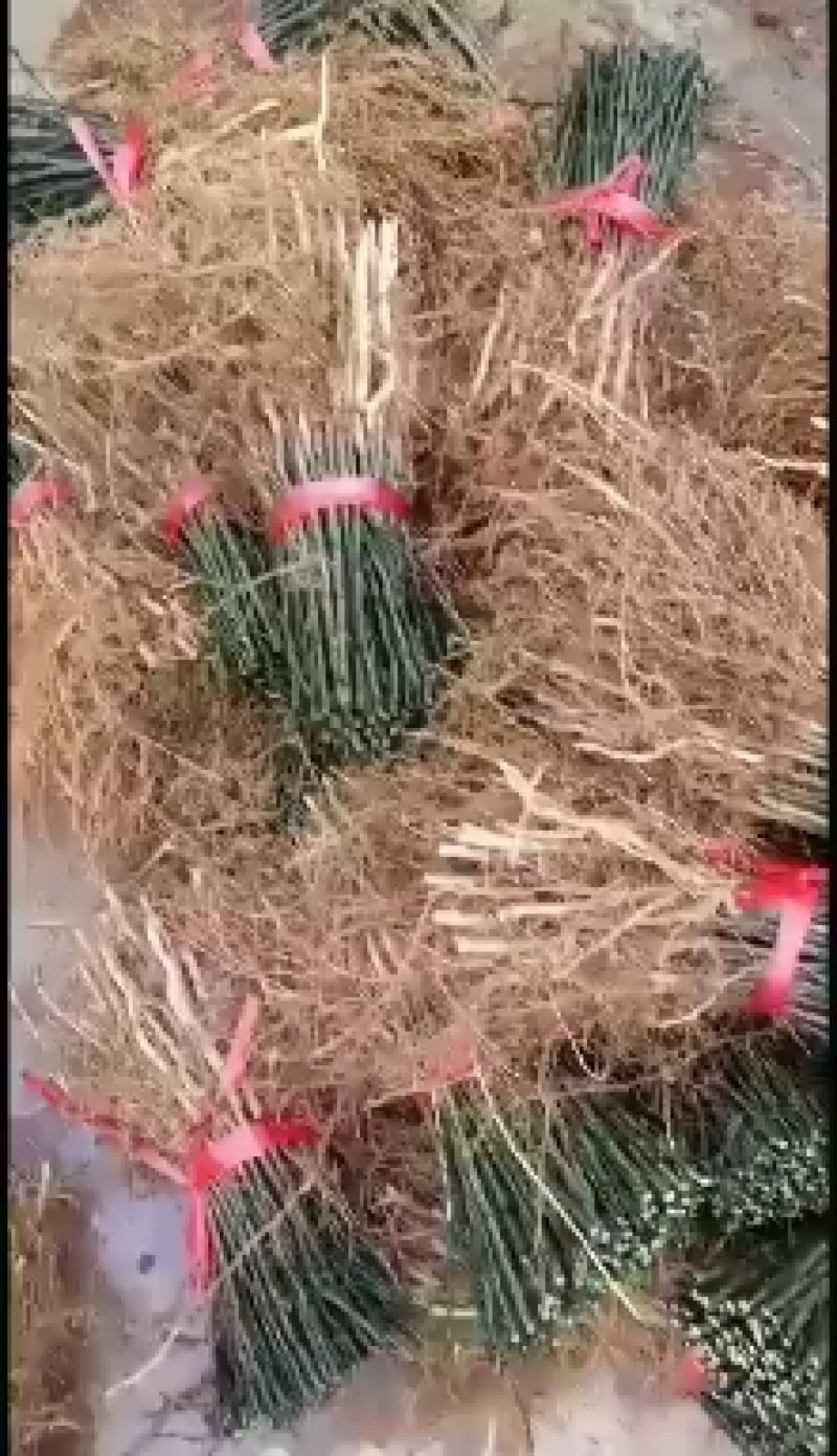 大量批发积壳苗，积壳苗，积壳苗，积壳苗，根线发达