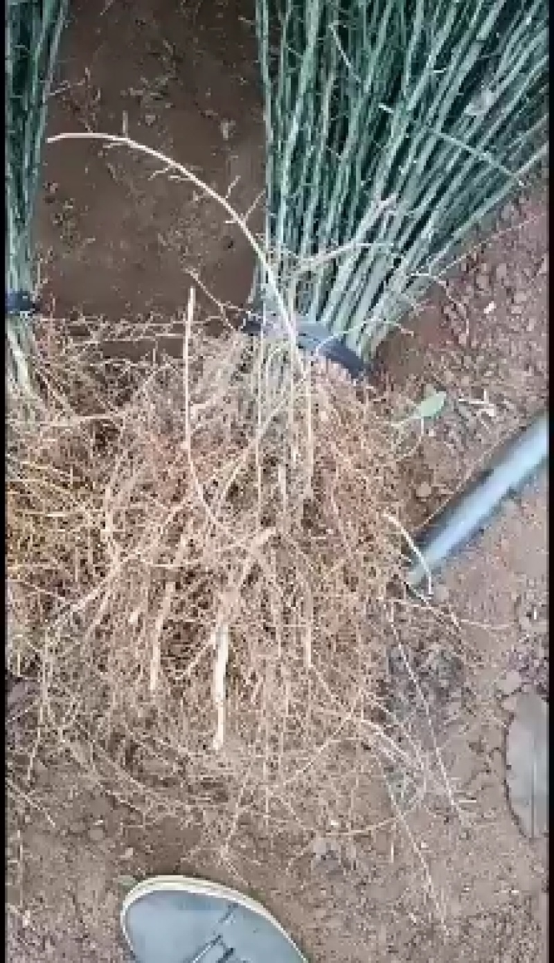 大量批发积壳苗，积壳苗，积壳苗，积壳苗，根线发达