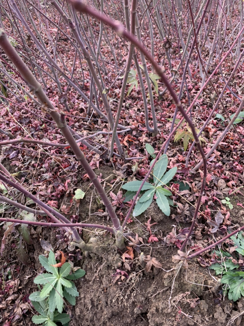 日本红枫红舞姬丛生小苗盆景素材苗基地批发供应